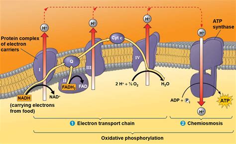 Electron transport chain .